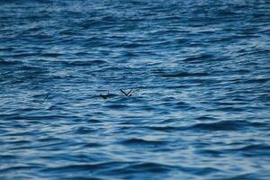 de wilson tormenta petrel foto