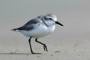 Wrybill Endemic to New Zealand photo