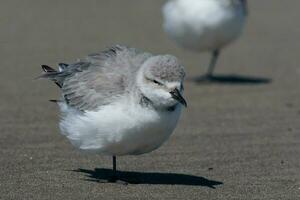 Wrybill Endemic to New Zealand photo