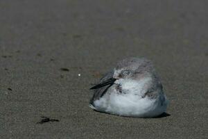 Wrybill Endemic to New Zealand photo