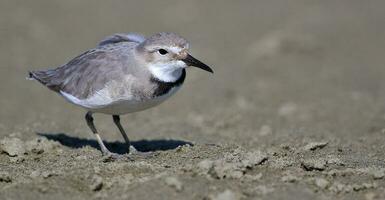 Wrybill Endemic to New Zealand photo