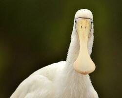 Yellow-billed Spoonbill in Australia photo