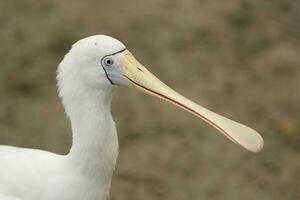 Yellow-billed Spoonbill in Australia photo