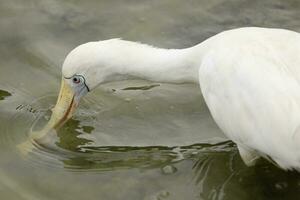 Yellow-billed Spoonbill in Australia photo