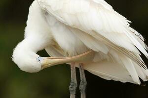 Yellow-billed Spoonbill in Australia photo