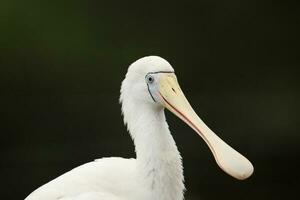 Yellow-billed Spoonbill in Australia photo