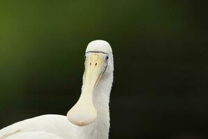 Yellow-billed Spoonbill in Australia photo