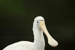 Yellow-billed Spoonbill in Australia photo