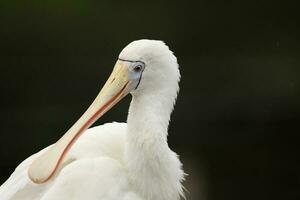 Yellow-billed Spoonbill in Australia photo