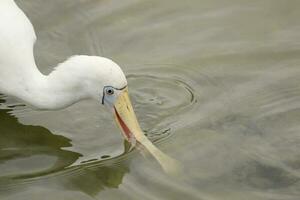 Yellow-billed Spoonbill in Australia photo