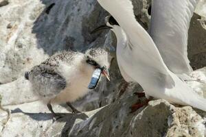 White-fronted Tern in Australia photo