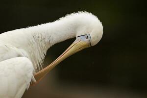 Yellow-billed Spoonbill in Australia photo