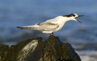 White-fronted Tern in Australia photo