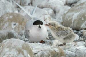 White-fronted Tern in Australia photo