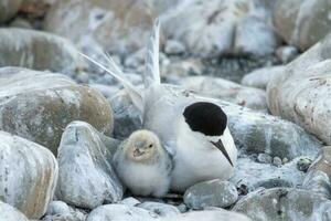 White-fronted Tern in Australia photo