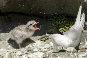 White-fronted Tern in Australia photo