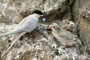 White-fronted Tern in Australia photo