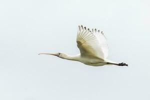 Yellow-billed Spoonbill in Australia photo