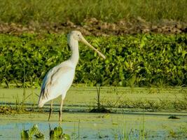 Yellow-billed Spoonbill in Australia photo