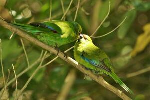 Yellow-crowned Parakeet in New Zealand photo