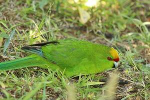 de corona amarilla perico en nuevo Zelanda foto