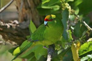 Yellow-crowned Parakeet in New Zealand photo
