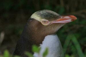 pingüino de ojos amarillos en nueva zelanda foto