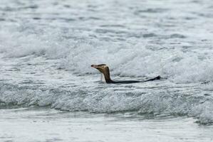 Yellow-eyed Penguin in New Zealand photo