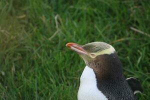 Yellow-eyed Penguin in New Zealand photo