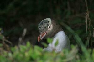 Yellow-eyed Penguin in New Zealand photo