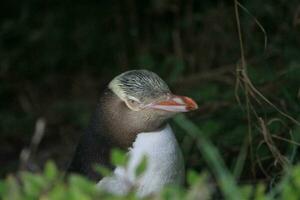 pingüino de ojos amarillos en nueva zelanda foto