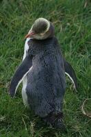 pingüino de ojos amarillos en nueva zelanda foto