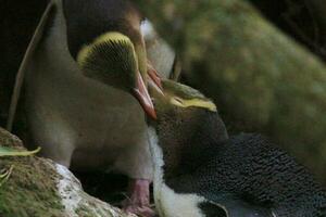 Yellow-eyed Penguin in New Zealand photo