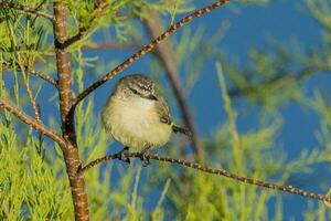 Yellow-rumped Thornbill in Australia photo