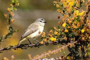 Yellow-rumped Thornbill in Australia photo