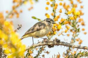 Yellow-rumped Thornbill in Australia photo