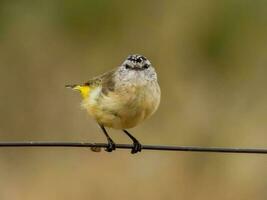 Yellow-rumped Thornbill in Australia photo