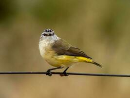 rabadilla amarilla pico espinoso en Australia foto