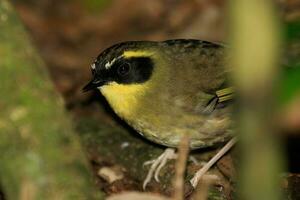 Yellow-throated Scrubwren in Australia photo