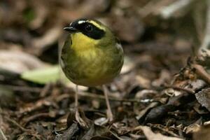 Yellow-throated Scrubwren in Australia photo