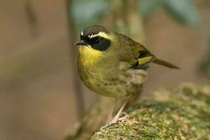 Yellow-throated Scrubwren in Australia photo