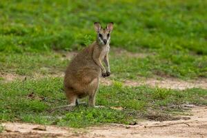 Agile Wallaby in Australia photo