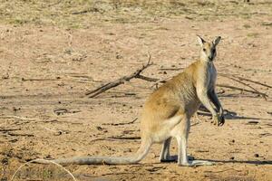 Agile Wallaby in Australia photo