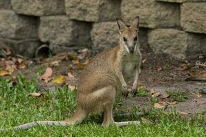 Agile Wallaby in Australia photo