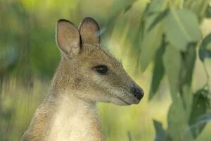 ágil Wallaby en Australia foto