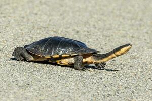 australiano de cuello largo Tortuga foto