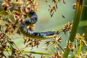 australiano verde árbol serpiente foto