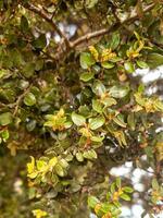 abedul hojas y árbol foto