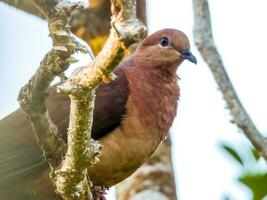 Brown Cuckoo Dove photo