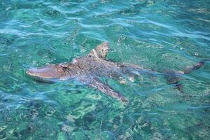 Bronze Whaler Shark photo